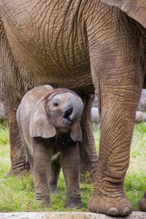Adult female African elephant (Loxodonta africana) with 4 month old baby at a water hole