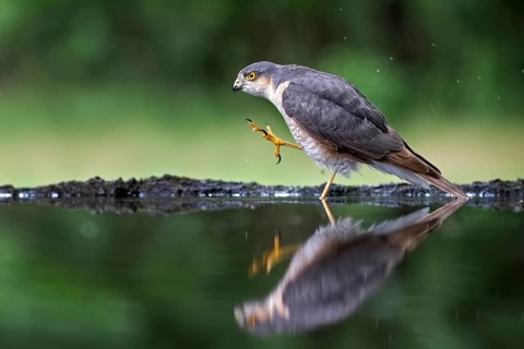 Eurasian Sparrowhawk (Accipiter nisus) male at waterhole, Hungary
