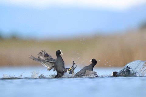 A dynamic scene of a fight between common coots in the serene waters of BeleÃ±a lagoon, Spain. The