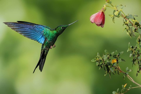 Great Saphirewing (Pterophanes cyanopterus) flying and feeding at a flower in the mountains of