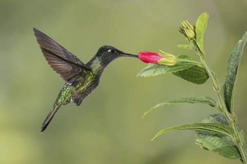 Admirable Hummingbird (Eugenes spectabilis), Costa Rica