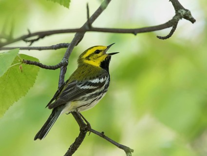 Black-throated Green warbler, Setophaga virens singing from a perch at Emma Lake, Saskatchewan