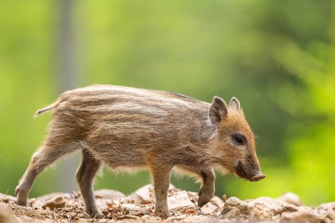 Wild boar (Sus scrofa) piglet walking in a forest, Bavaria, Germany