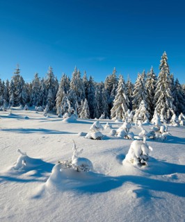 Untouched winter landscape with snow-covered forest under a blue sky near Torfhaus, Harz National