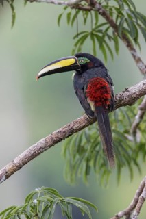 Many-banded Aracari (Pteroglossus pluricinctus) perched on a branch in Ecuador