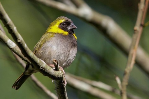 Cuban grassquit (Tiaris canorus) perched on a branch in Cuba