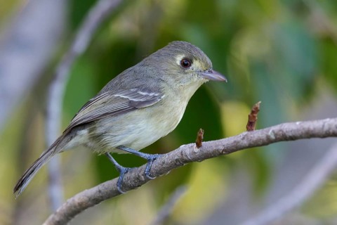 Cuban Vireo (Vireo gundlachii) perched on a branch in Cuba