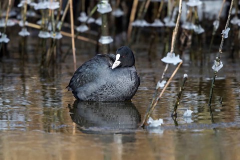 Eurasian Coot (Fulica atra), Mecklenburg-Western Pomerania, Germany