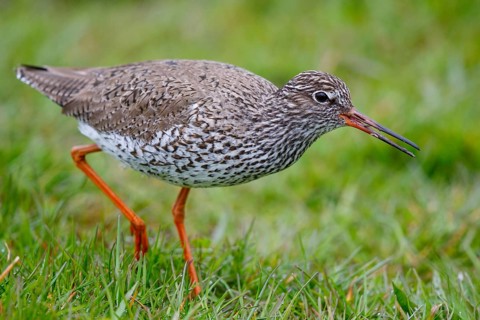 Common Redshank (Tringa totanus), Netherlands