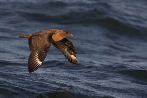 Great Skua (Stercorarius skua) flying, North Sea, Germany