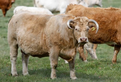 Free-range calves, cattle and cows from the Jahnsfeld organic farm in Brandenburg, they graze the