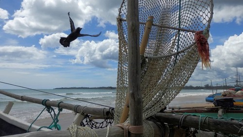 A fishing boat, catamaran with a net at the sea, a bird flying, cloudy sky over the coast, Sri