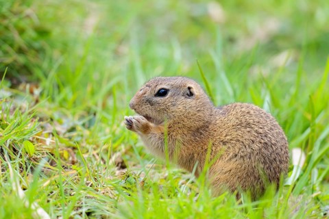 An adult ground squirrel (Spermophilus citellus) eats leaves and flowers on a cloudy day in a green