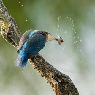 Kingfisher (Alcedo atthis) sitting on an old branch, perch, with tadpole prey in its beak, Lower