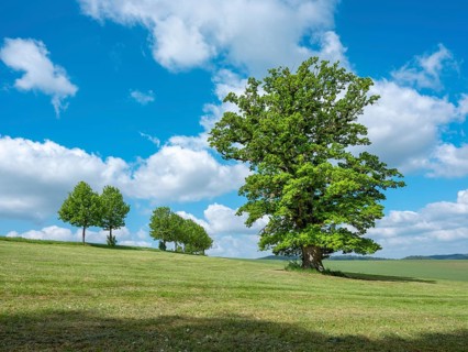 Landscape in the Thuringian Rhön, meadow with old giant solitary oak (Quercus robur) in spring