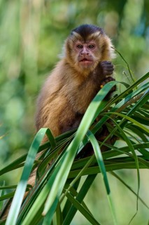 Close-up of a small monkey on a green leaf in its natural habitat, capuchin monkey (Sapajus