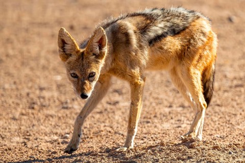 Black-backed jackal (Canis mesomelas), Kgalagadi Transfrontier National Park, Northern Cape, South