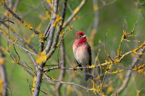 Common Rosefinch (Carpodacus erythrinus) male, Mecklenburg-Western Pomerania, Germany