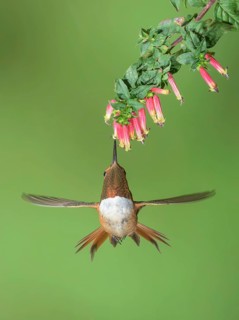 Rufous Hummingbird (Selasphorus rufus) male flying while feeding at flower nectar, Colorado, USA