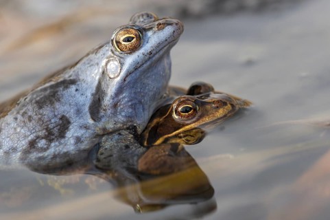 Blue moor frog (Rana arvalis) mating in the moor, Goldenstedter Moor, Lower Saxony, Germany