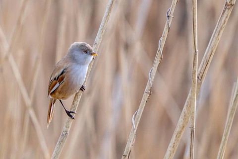 Bearded reedling, bearded tit (Panurus biarmicus) adult female in reedbed perched on reed stem at
