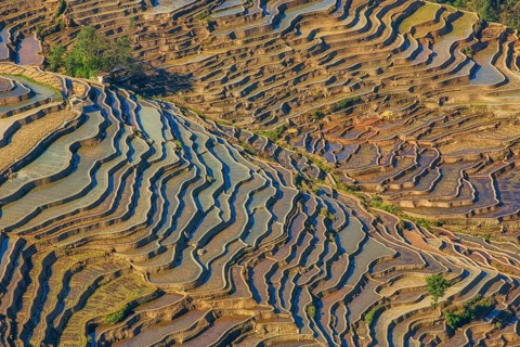 Celestial Stairs — The Yuanyang Rice Terraces in Yunnan, China, carved by the Hani people over 1,