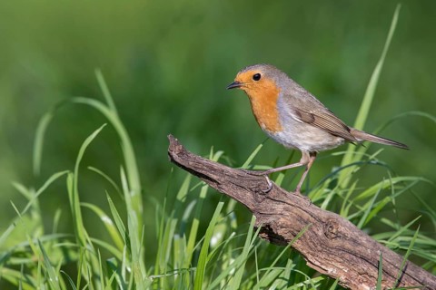 European Robin (Erithacus rubecula) perched on a old tree trunk, Poland