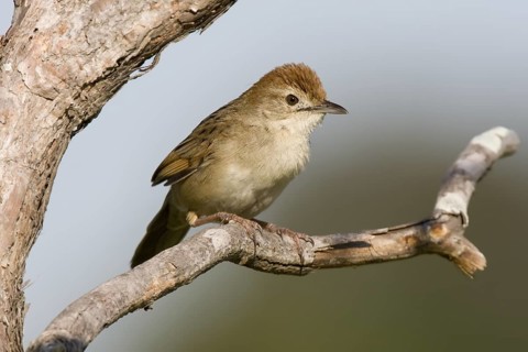 Tawny Grassbird (Megalurus timoriensis), Queensland, Australia