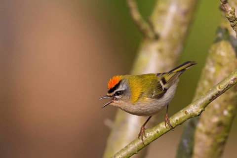 Firecrest, Regulus ignicapillus, Roitelet à triple bandeau, Roitelet triple-bandeau, Reyezuelo