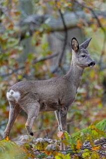 Fawn (Capreolus capreolus) in November, autumn, November, Germany