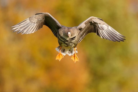 Greater White-fronted Goose (Anser albifrons) flying, North Rhine-Westphalia, Germany