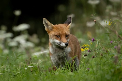 Red fox (Vulpes vulpes) adult wild animal amongst wildflowers in grassland in summer, England,