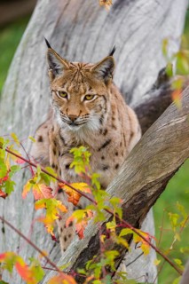 One Eurasian lynx (Lynx lynx) sits on a sloping dead tree, hidden behind autumn leaves