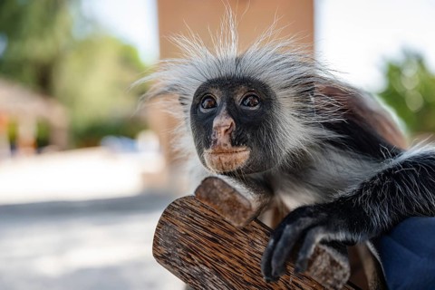 A Red Colobus monkey sits on a wooden structure, looking directly at the camera with a blurred