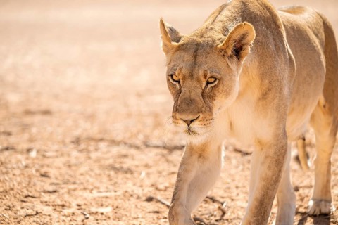 Lioness (Panthera leo) walking towards camera, Kgalagadi Transfrontier National Park, Northern