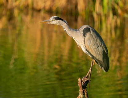 Grey heron (Ardea cinerea) standing on a dead branch at a lake, warm morning light, Lower Saxony,