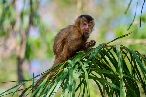 Small monkey sitting on a branch and observing the surroundings, capuchin monkey (Sapajus apella),
