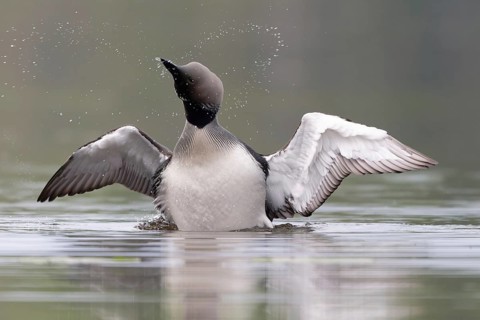 Black-throated Loon (Gavia arctica), Dalarna, Sweden