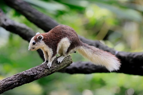 Finlayson's squirrel (Callosciurus finlaysonii), adult, on tree, foraging, Singapore, Southeast