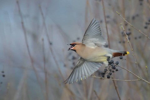 Bohemian Waxwing (Bombycilla garrulus) feeding on berries, North Rhine-Westphalia, Germany