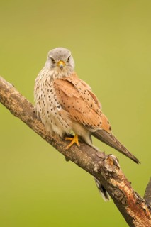 Common Kestrel (Falco tinnunculus) male perched on a branch, Serbia