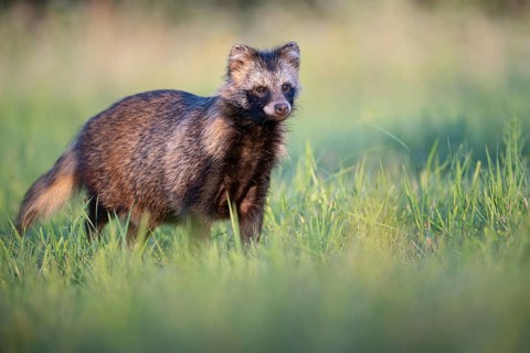 Raccoon dog in a forest clearing (Nyctereutes procyonoides) gazing curiously, portrait, Podlaskie