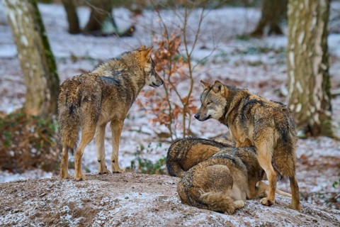Four wolves on a hill in a snowy forest, two looking at each other, winter, wolf (Canis lupus),
