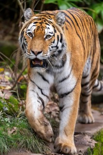 Siberian tiger or Amur tiger (Panthera tigris altaica) walking on the ground in autumn, captive,