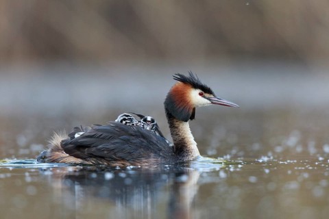 Great Crested Grebe (Podiceps cristatus) with chicks, North Rhine-Westphalia, Germany
