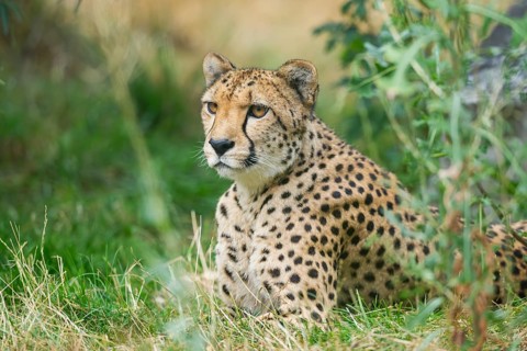 Cheetah (Acinonyx jubatus) lying in the grass, captive, occurrence Africa