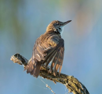 Great Reed Warbler (Acrocephalus arundinaceus) standing on an old branch and spreading its wings,