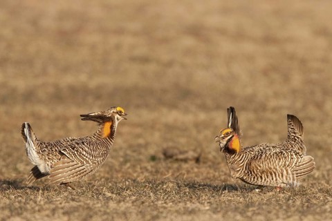 Greater Prairie Chicken (Tympanuchus cupido) male, Wisconsin, USA