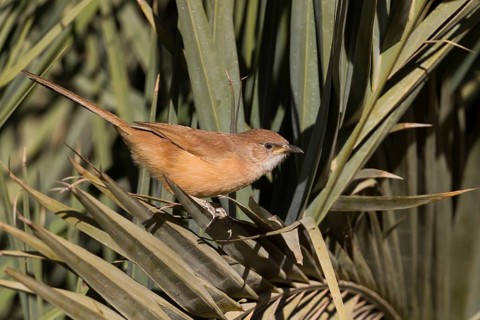 Fulvous Babbler - Akaziendrossling - Argya fulva ssp. maroccana, Morocco