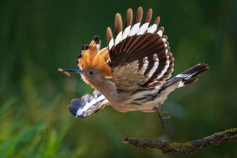 Hoopoe (Upupa epops) Bird of the Year 2022, male with maggot, flying, take-off, bridal gift, prey,